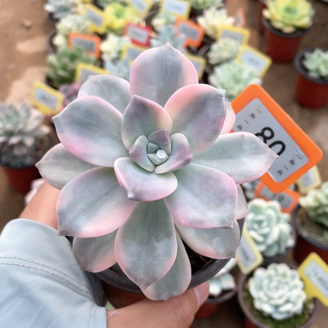 【闪购商品】无花朵80