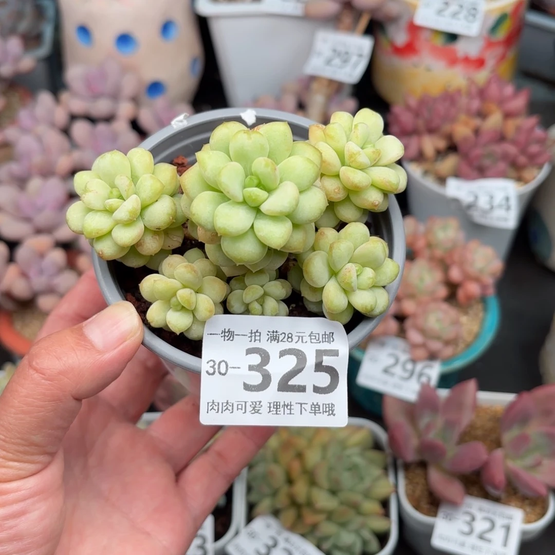 阳光玫瑰多肉多肉多肉