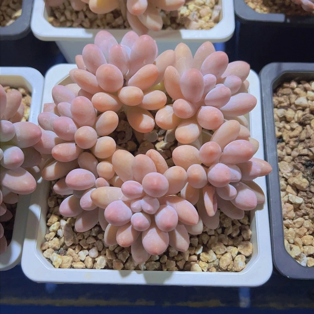 楠**依汤圆，多肉植物，