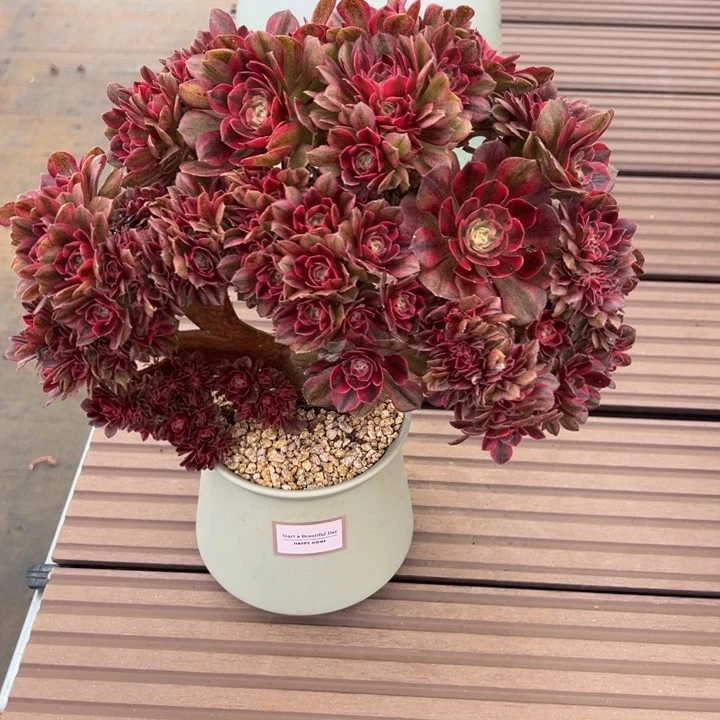 万白露养缀化带盆土发货