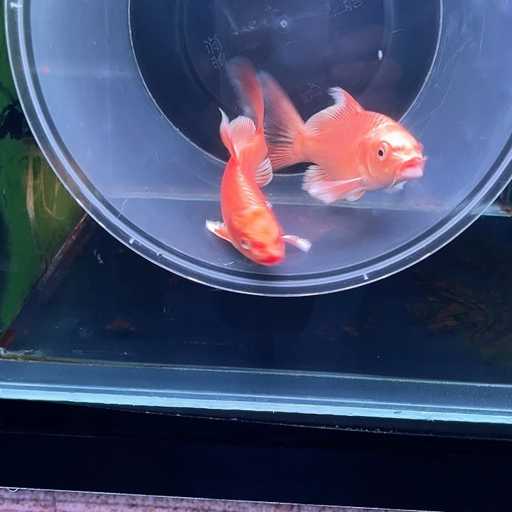 蝴蝶鲤聚****胎哈哈哈哈哈哈哈哈哈