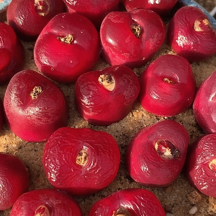 韩版蟠桃一颗     买2送1