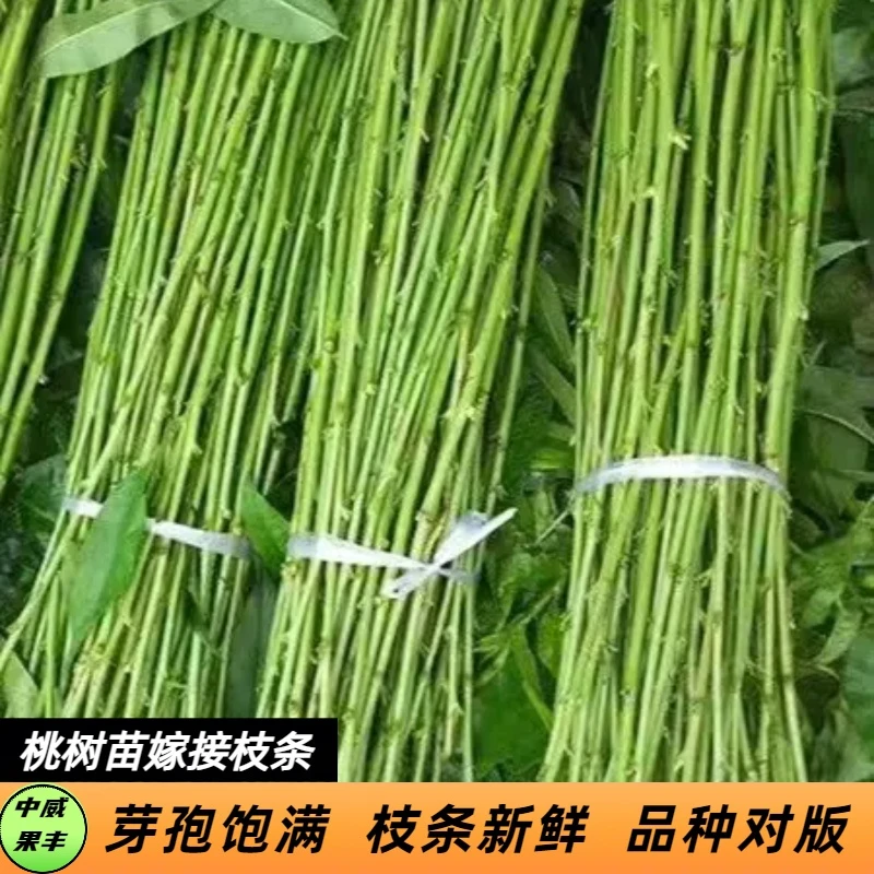 桃树苗嫁接枝条芽孢饱满枝条新鲜品种对版接穗