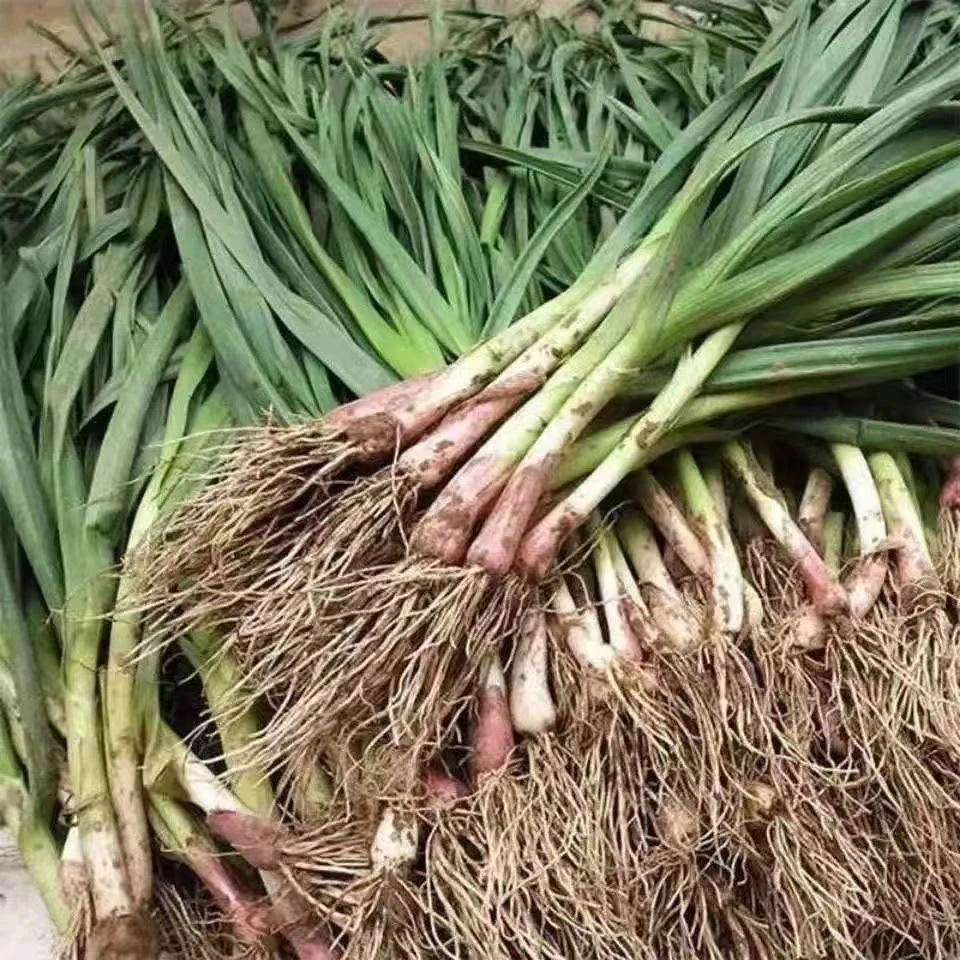 河南新鲜蒜苗农家自种蒜苗现挖现发蒜苗