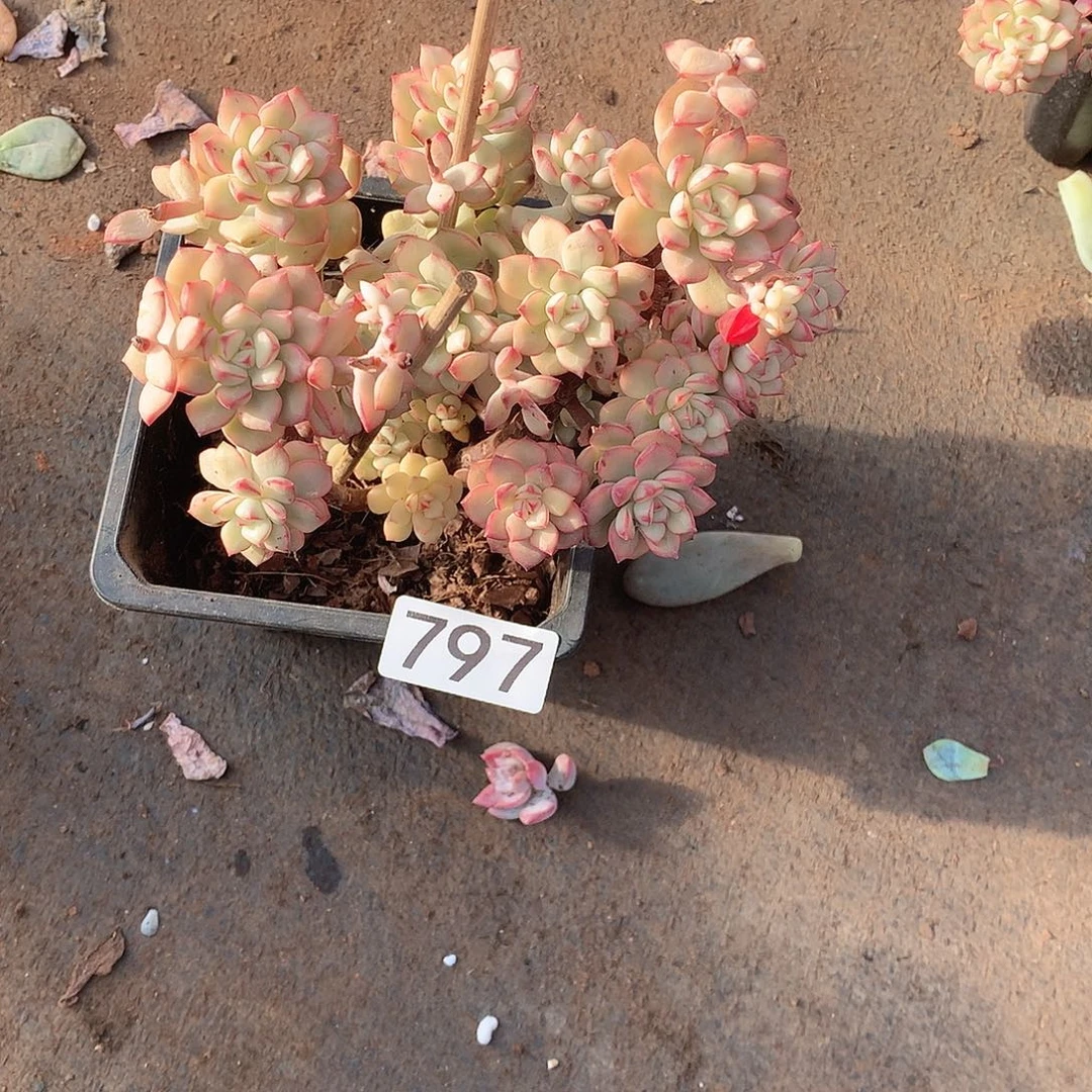 797 一物一拍多肉