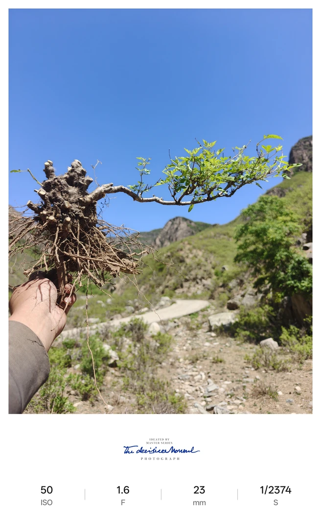 太行山精品黄荆盆景