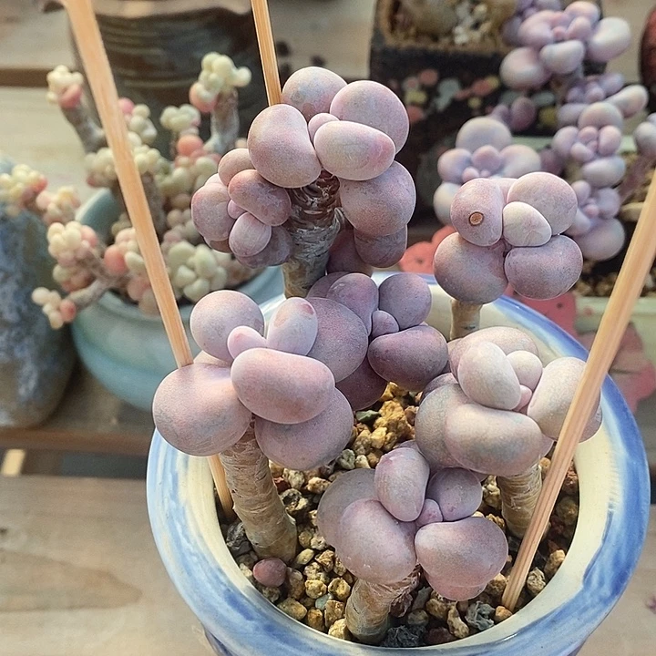 胭脂精品多肉   015