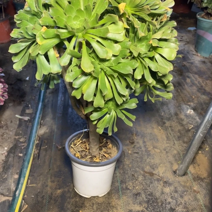 72原始绿法师多肉植物多肉