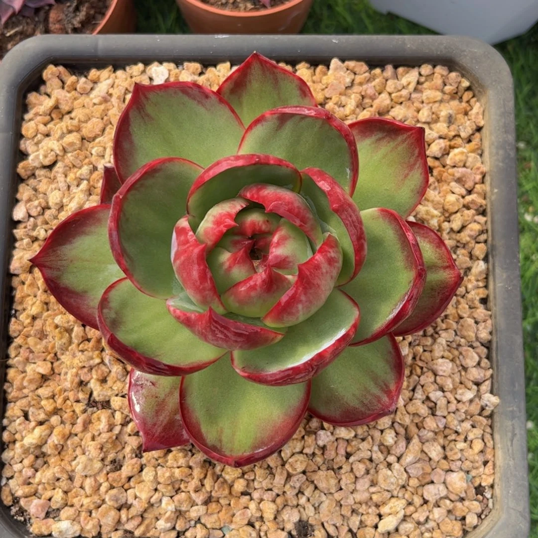 惊鸿仙子一物一拍