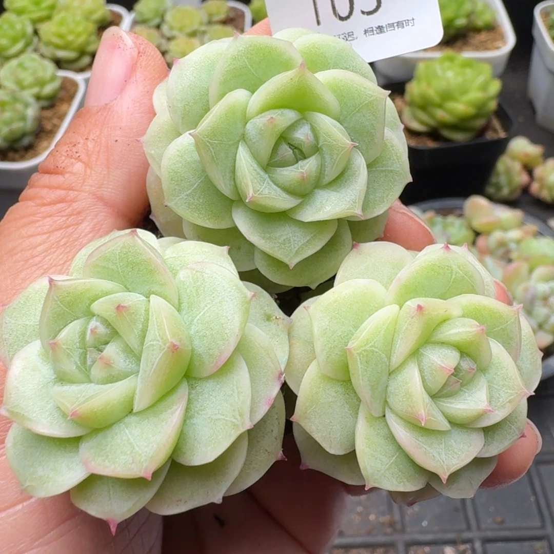 一物一拍一盒510-103