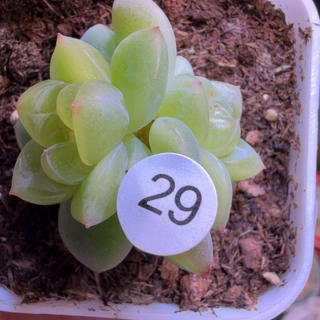 小***丫29号双头NS一物一拍