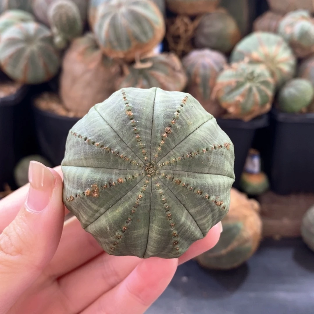 7布纹球精品一物一拍