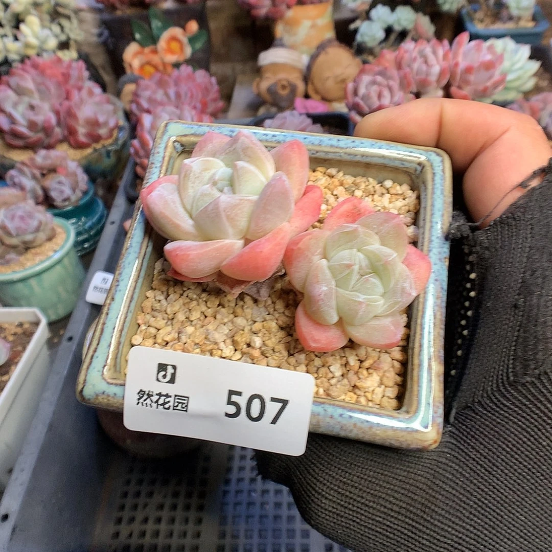 507冰玉多肉植物6666
