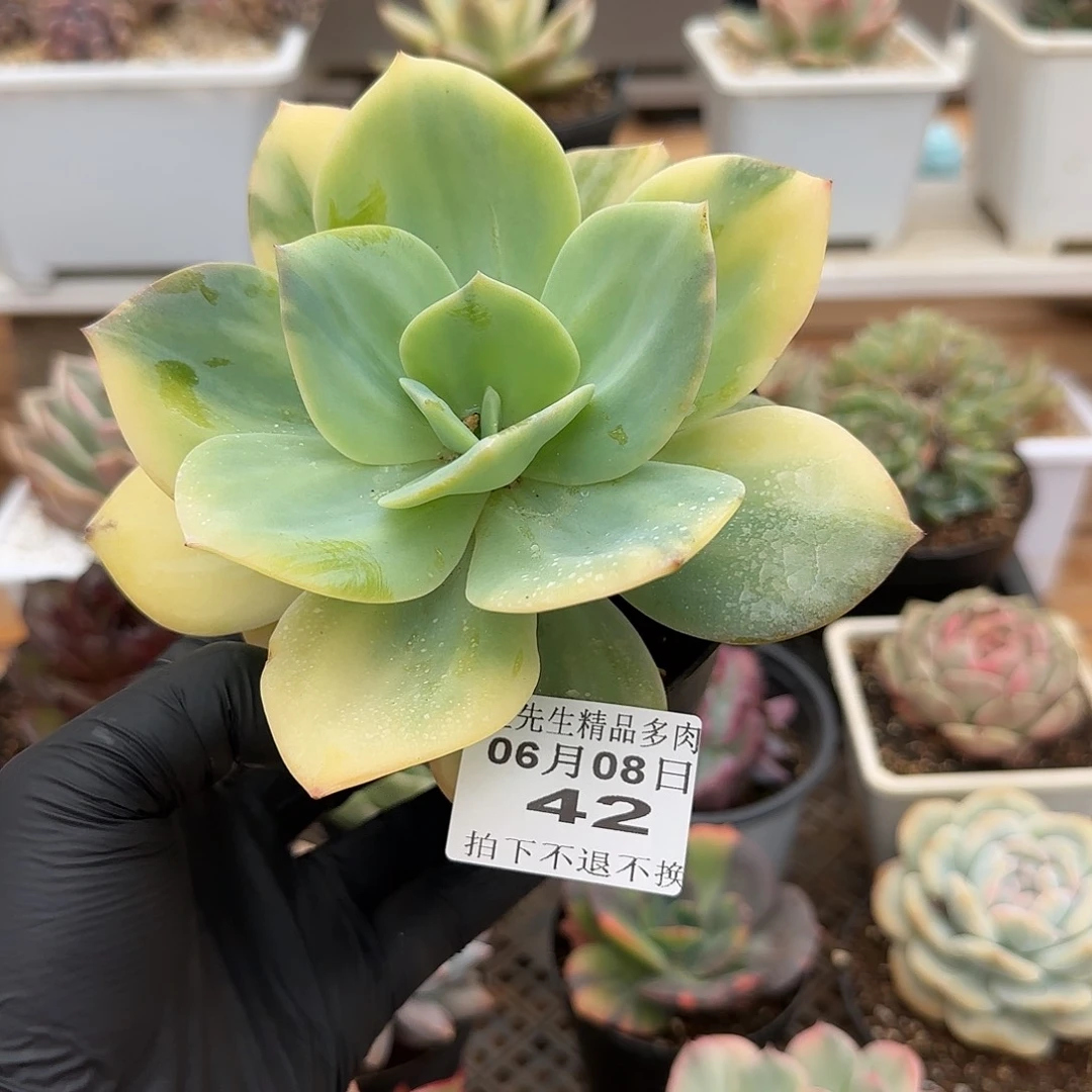 0608-42白凤锦单头