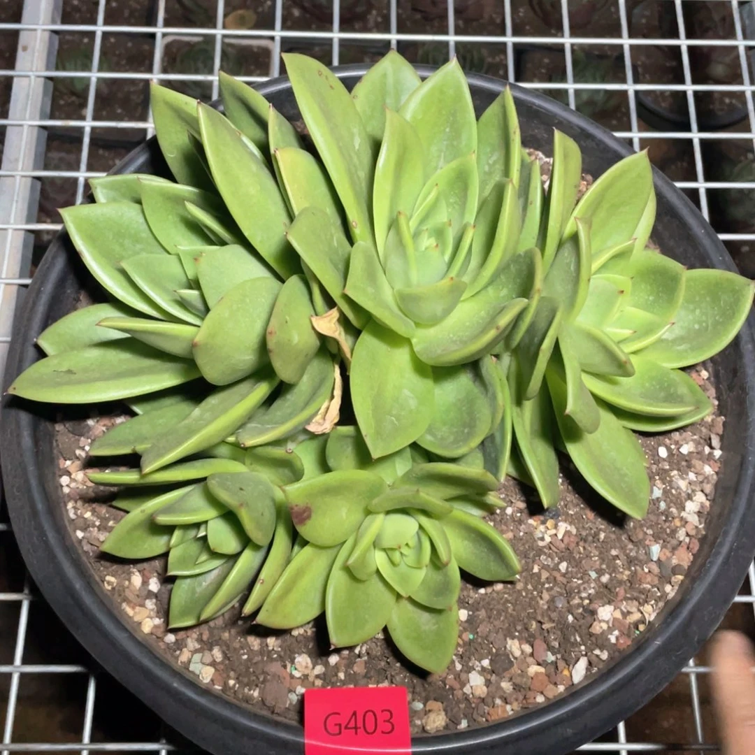 多肉植物多肉植物403