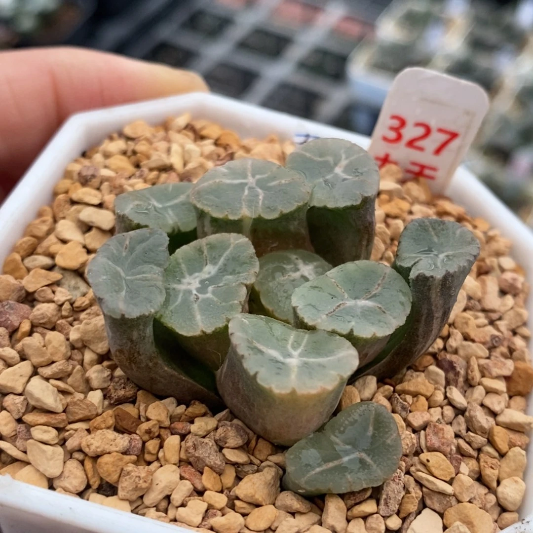 327号实生万象锦带盆