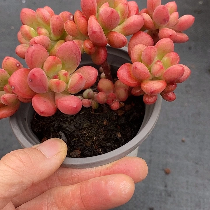 夜**兰1302多肉植物老桩