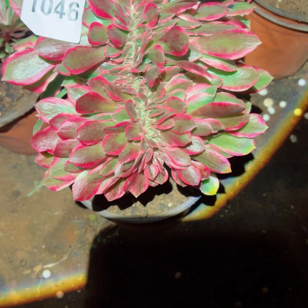 我1046 号多肉法师新年福利