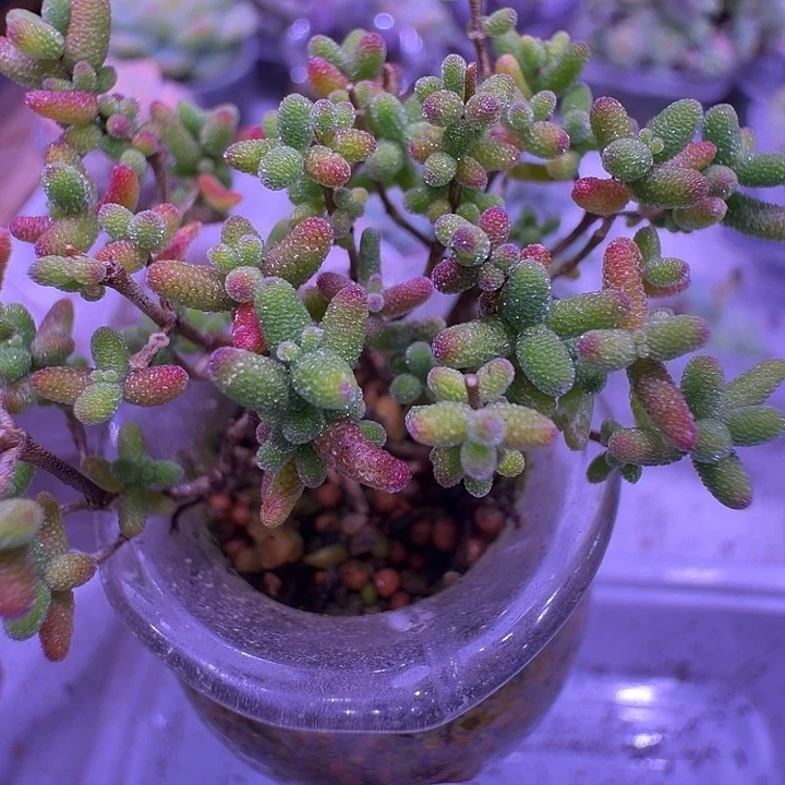 ～***～中花边彩色亮晶晶蜜橘枝干一物一拍