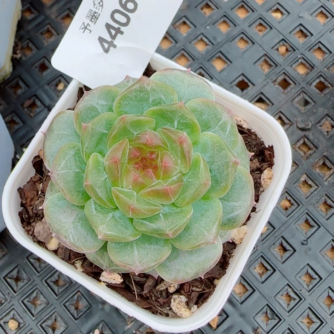 星空幻影，4408多肉植物