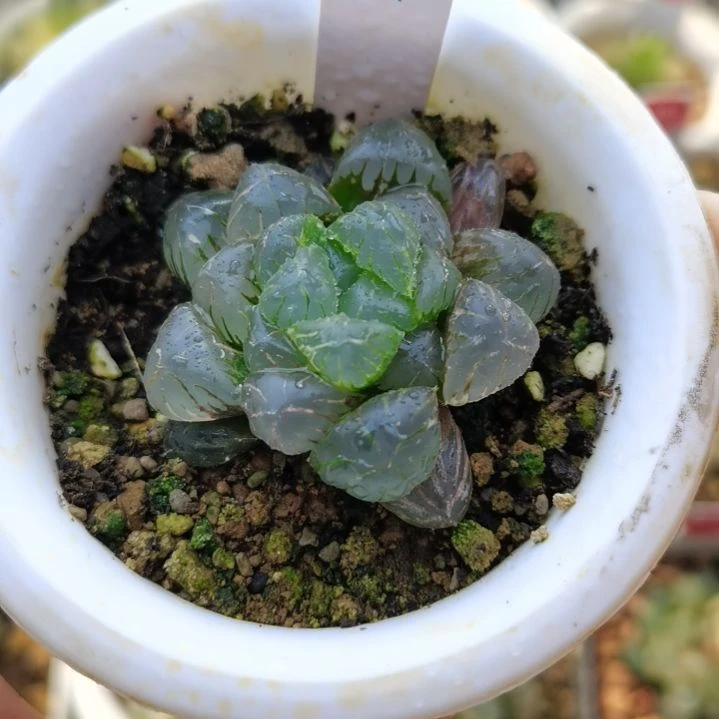 47号冰灯玉露锦一物一拍带盆土发货满38包邮