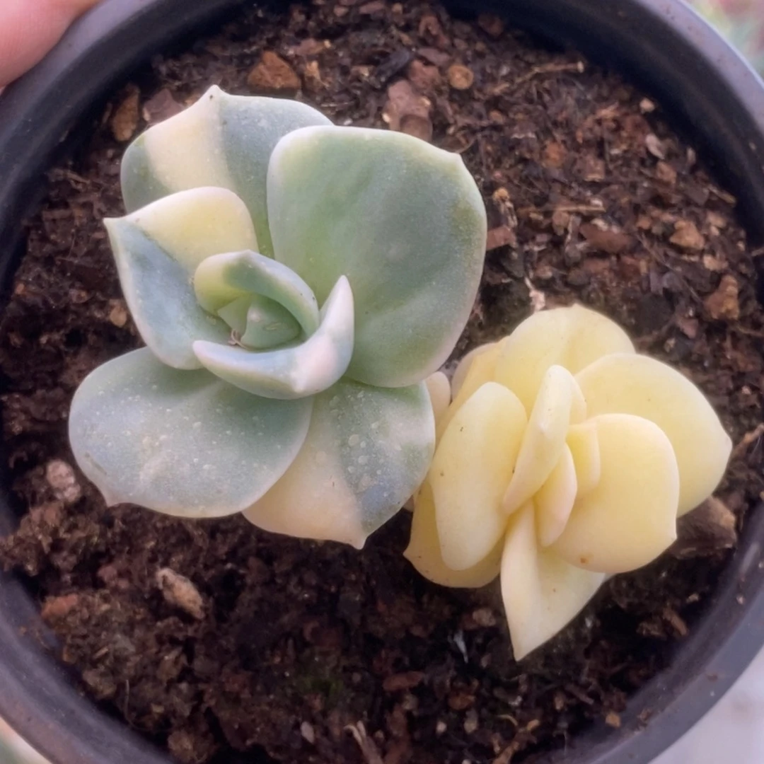 079可爱玫瑰锦锦锦锦锦锦锦