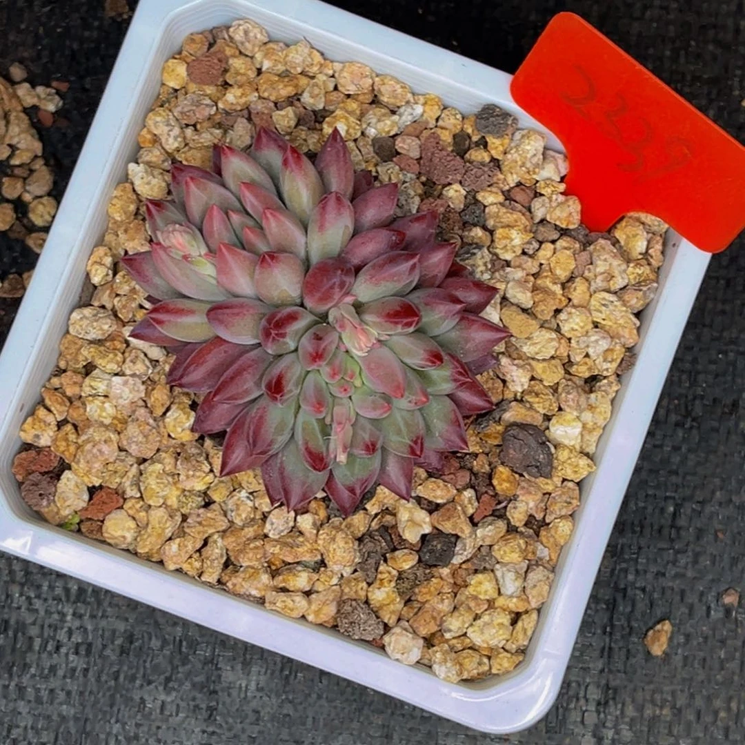 2339号晚上多肉植物群生