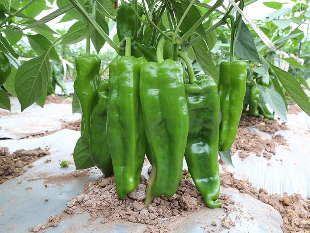 青椒农家青椒时令蔬菜青椒肉丝虎皮青椒