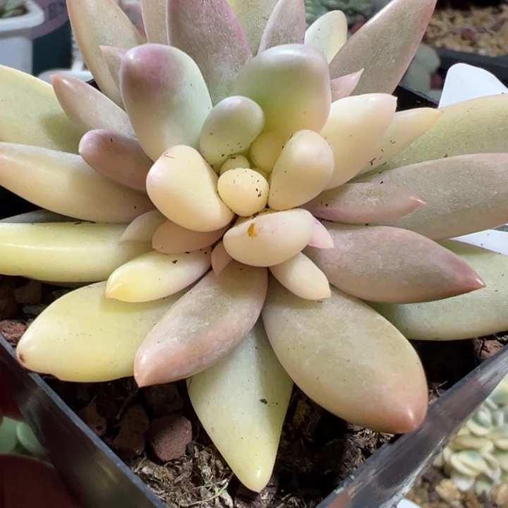 红蜻蜓锦多肉植物458