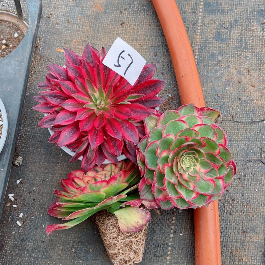 一物一拍多肉法师57