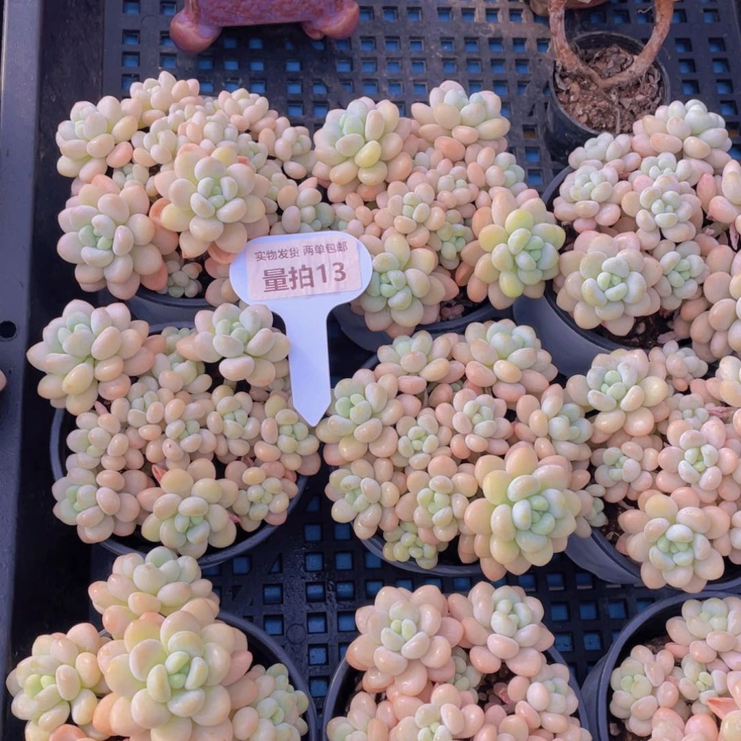 量拍13号洛可可老桩手捧大群生一个