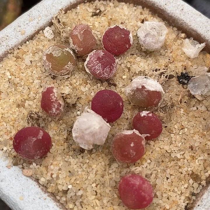 29513哈默灯泡一颗