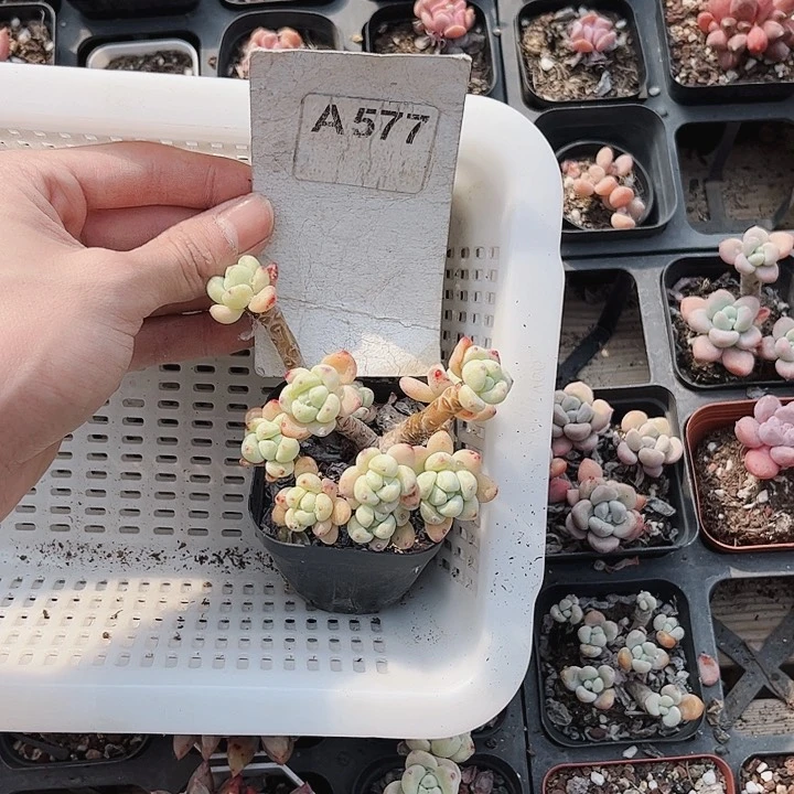 大**。577密密麻麻密密麻麻