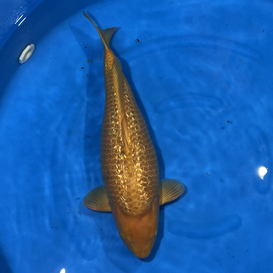 大日出品黄猿锦鲤母608629（矮仔）【实以直播间为准】
