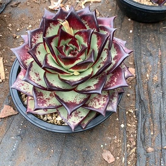 用****4每周特价活动开始啦