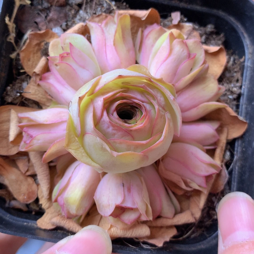 一物一拍星辰油画130