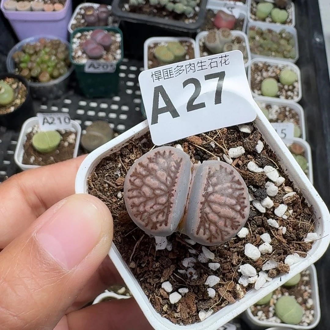 27多肉植物多肉植物