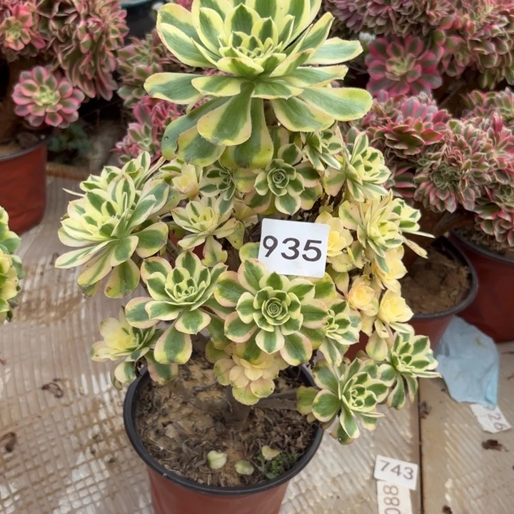 保时捷多肉植物不包损935