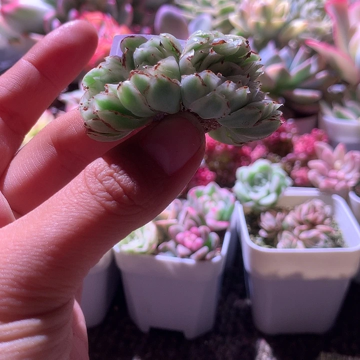 紫蝴蝶缀化有根覆轮锦