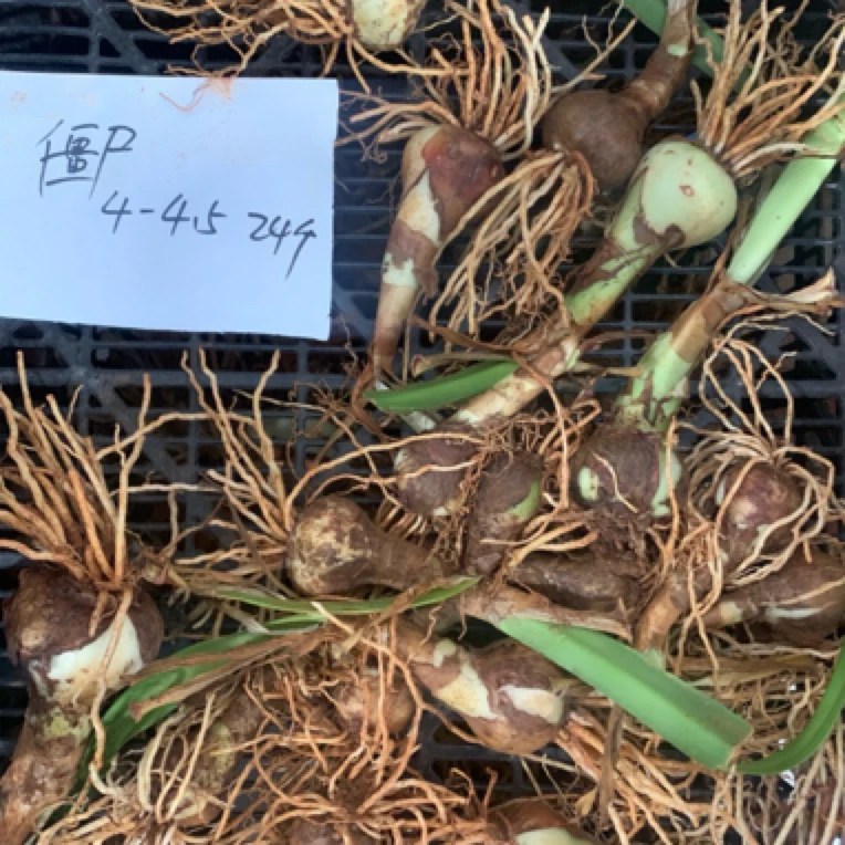室内种球花卉朱顶红之重瓣僵尸4-4.5厘米