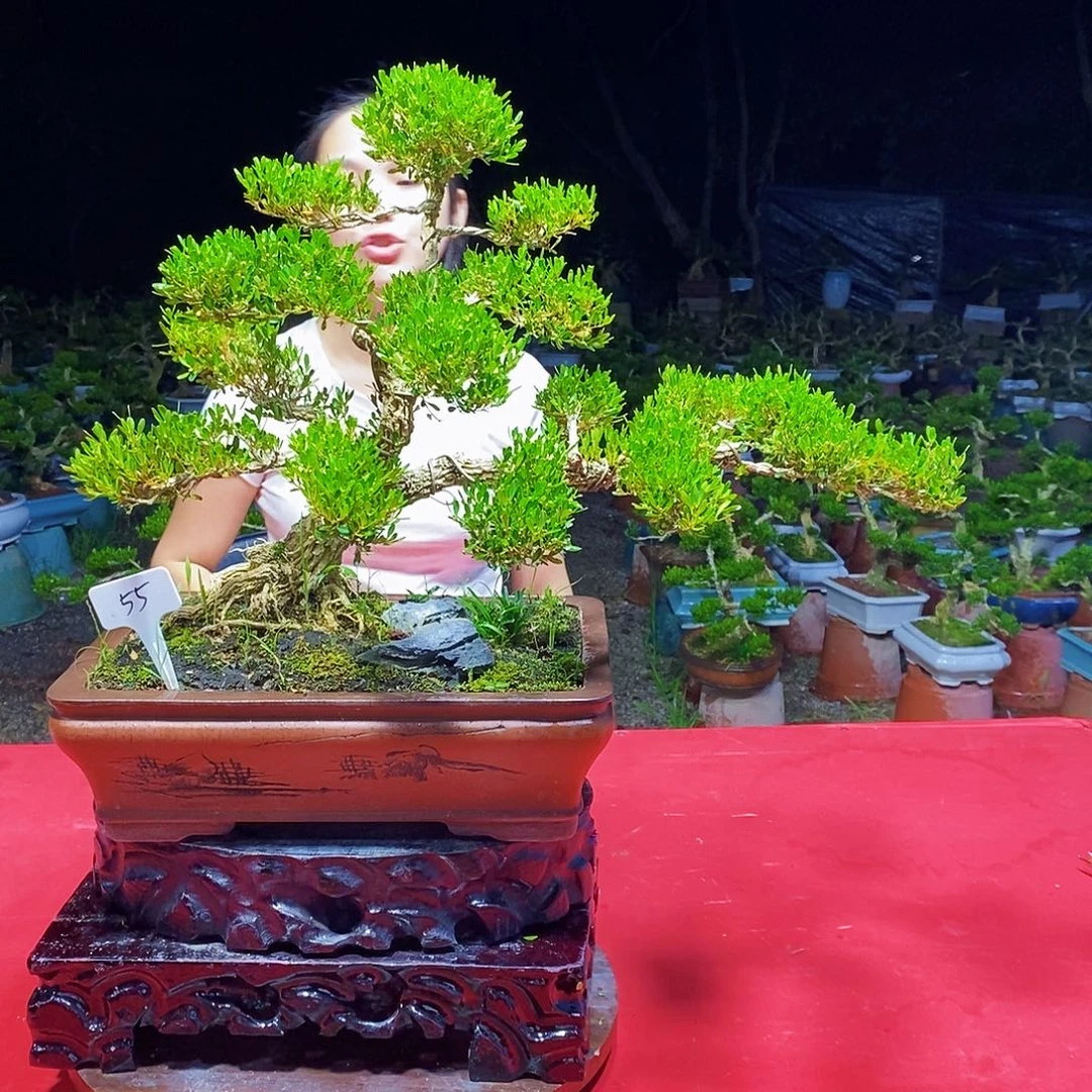 无花朵广东皱皮雀舌黄杨