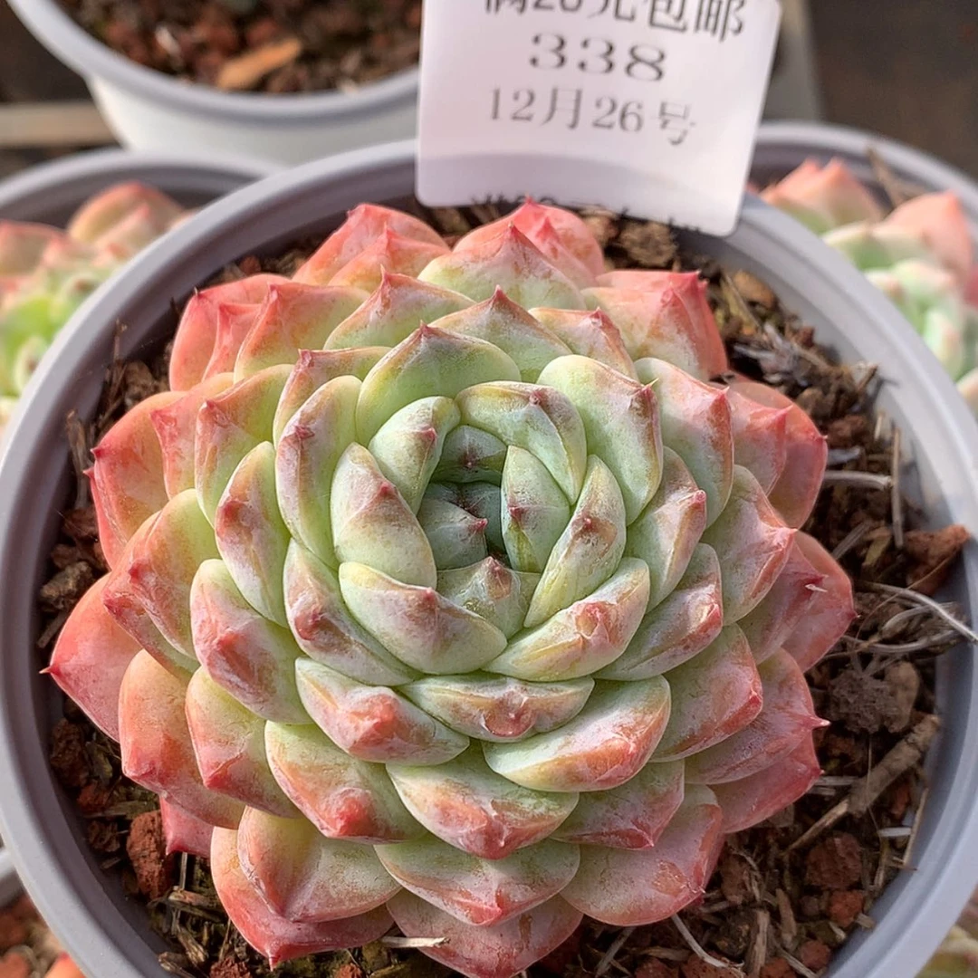 【闪购商品】云338号八厘米