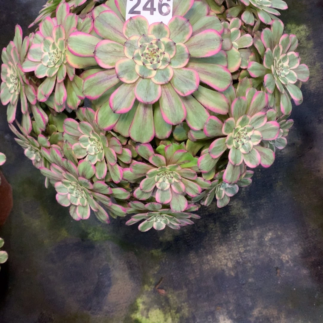 林***森糖果粉代246法师多肉植物5500000