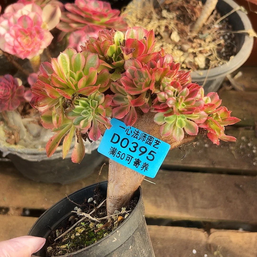 多肉植物多肉植物0395