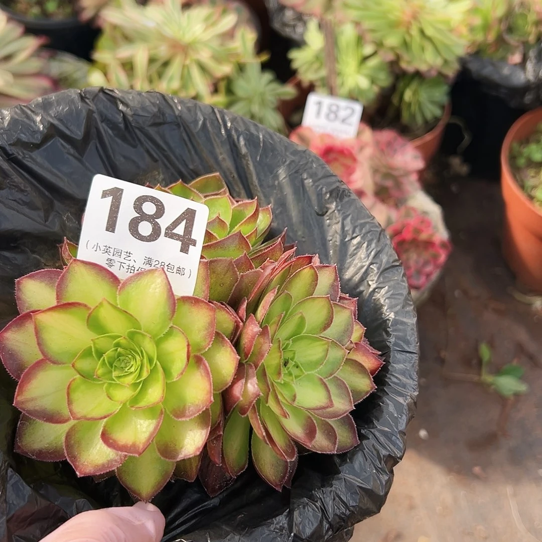 多肉植物多肉植物184