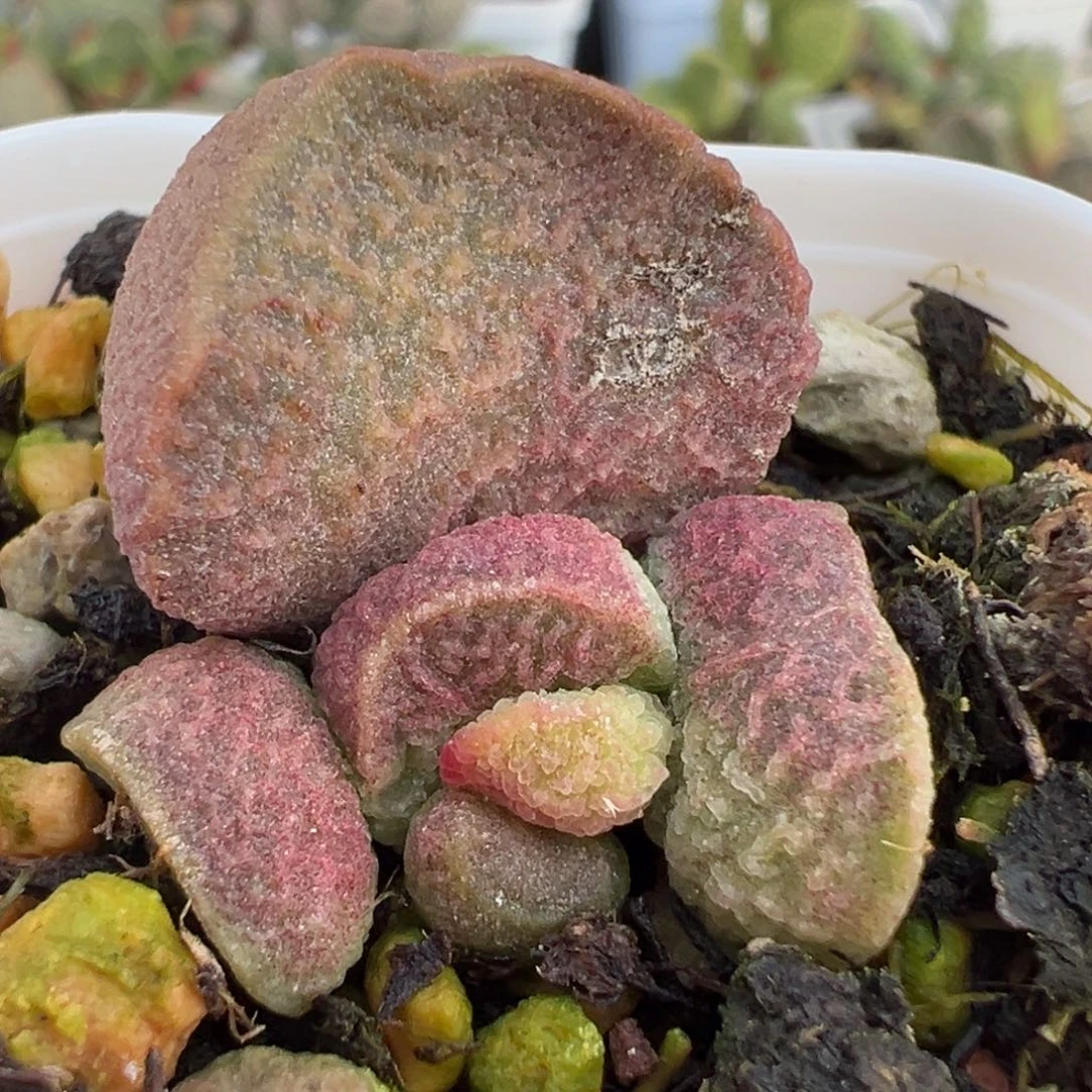 实生新品大苗多肉植物