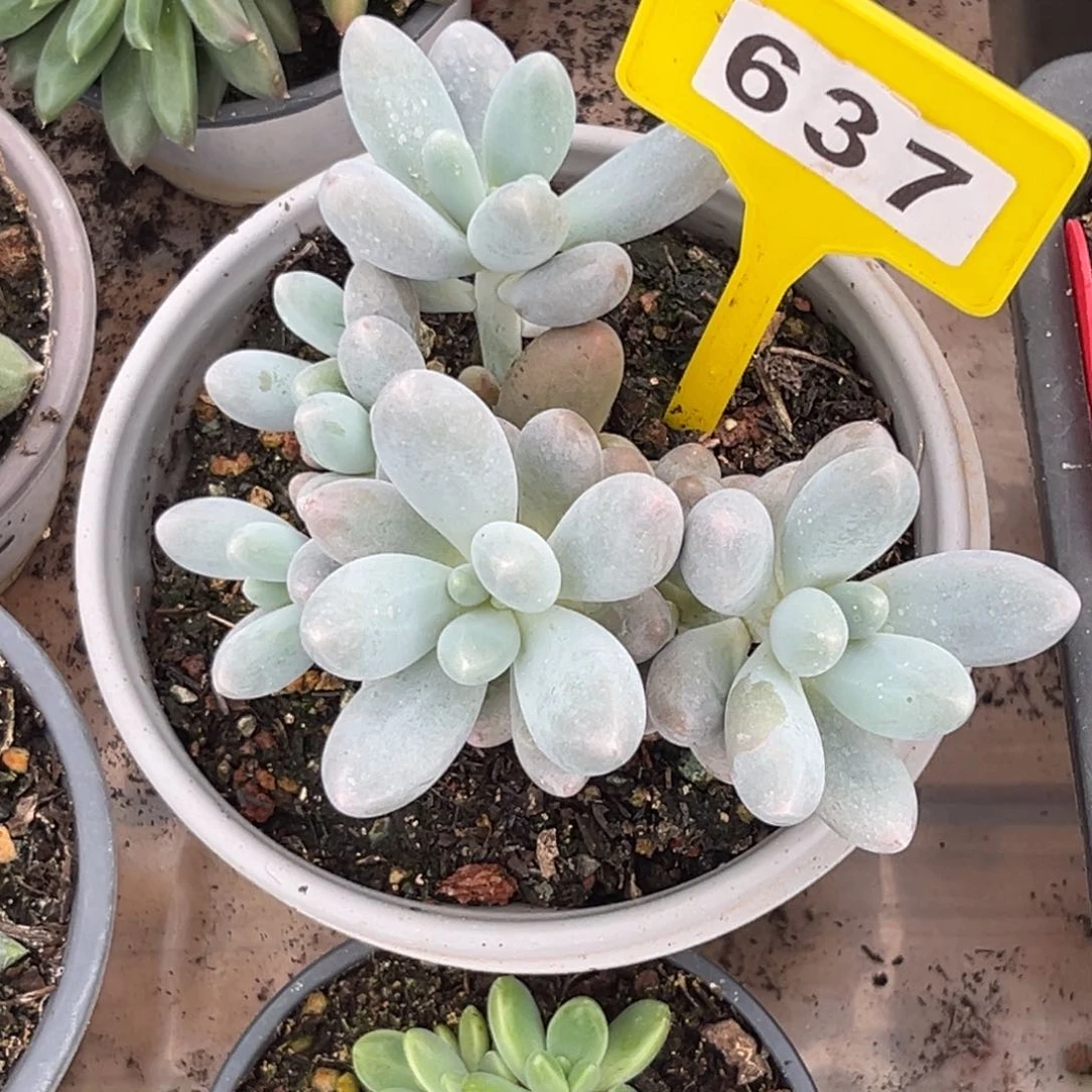 多肉植物汤圆637