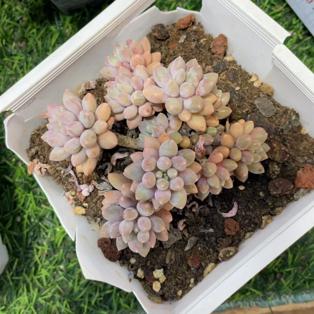 星黛露冠幅10 公分一物一拍