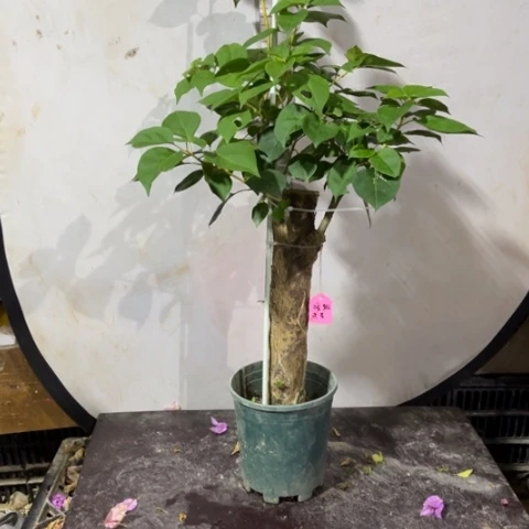 少量花朵（建议范围：2朵-5朵 或40%以下）抖**抖三角梅