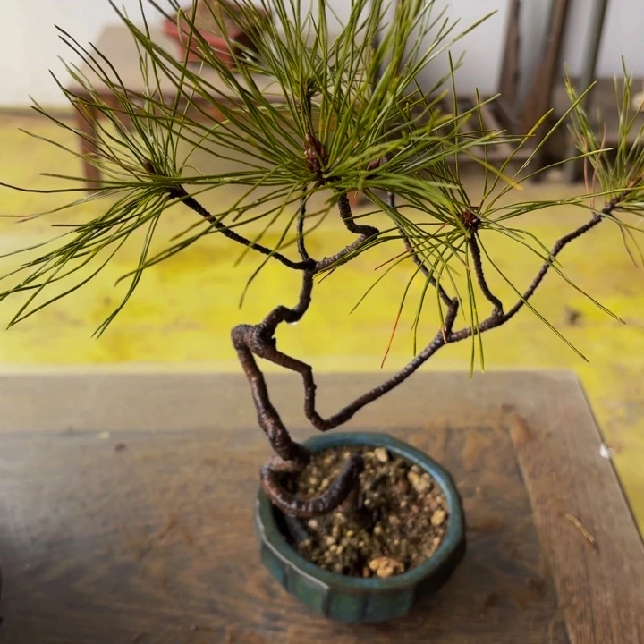 冬***来无花朵珍珠黄杨万佛山的